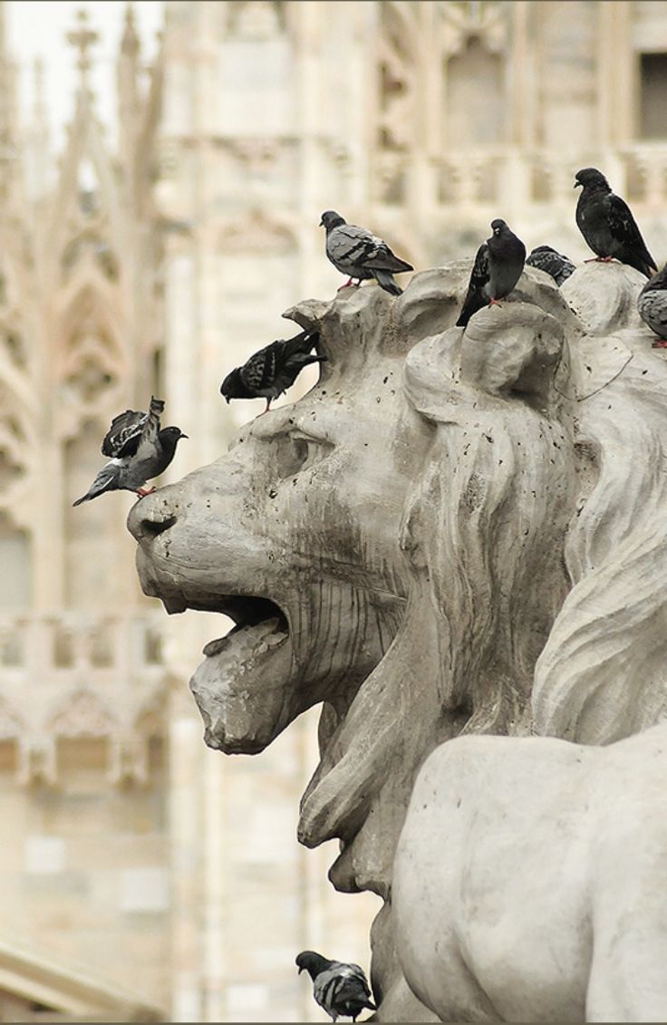 ghostlywatcher:

Duomo Lion with Pigeons. Milan, Italy