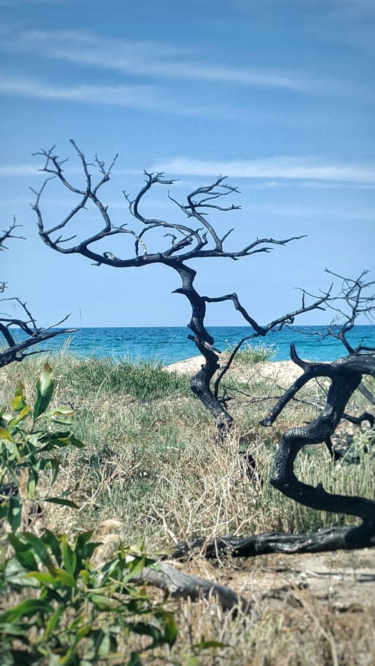 figli di una Medusa negra
