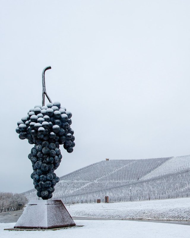 fontanafredda.it

Serralunga D’alba, Langhe