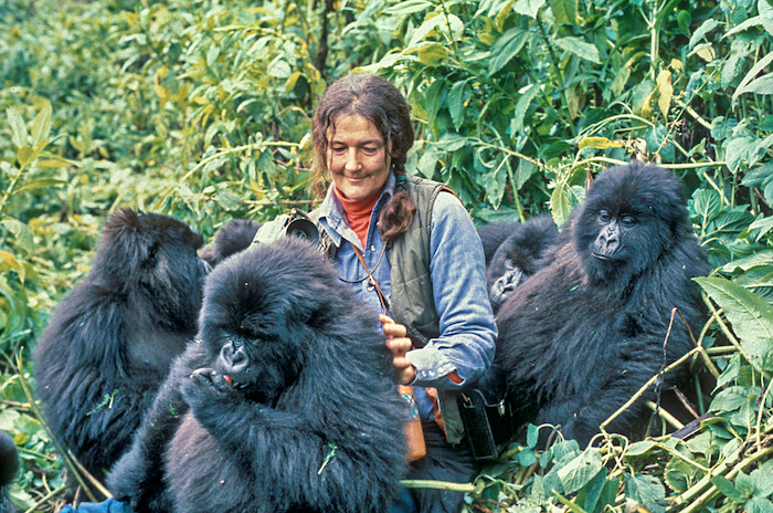Le inchieste dei giornalisti riaprono il caso di Dian Fossey, la scienziata dei gorilla assassinata in Ruanda 40 anni fa