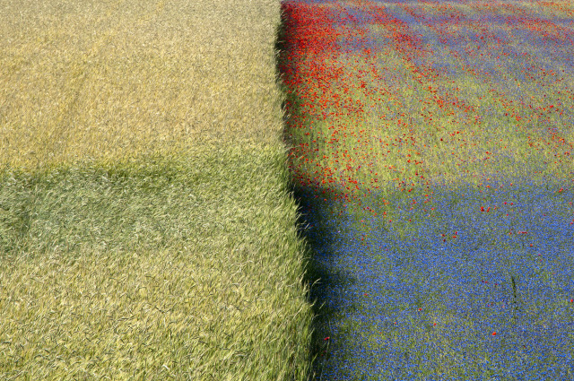 Colorful field on the plain of Castelluccio di Norcia in springtime during an explosion of…